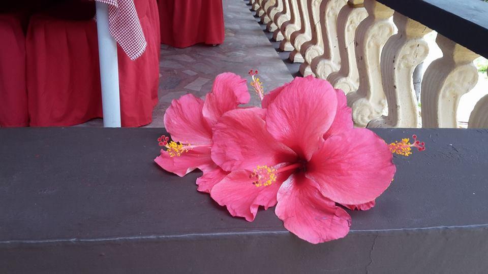 Casakeja Inn Panglao-stad Buitenkant foto